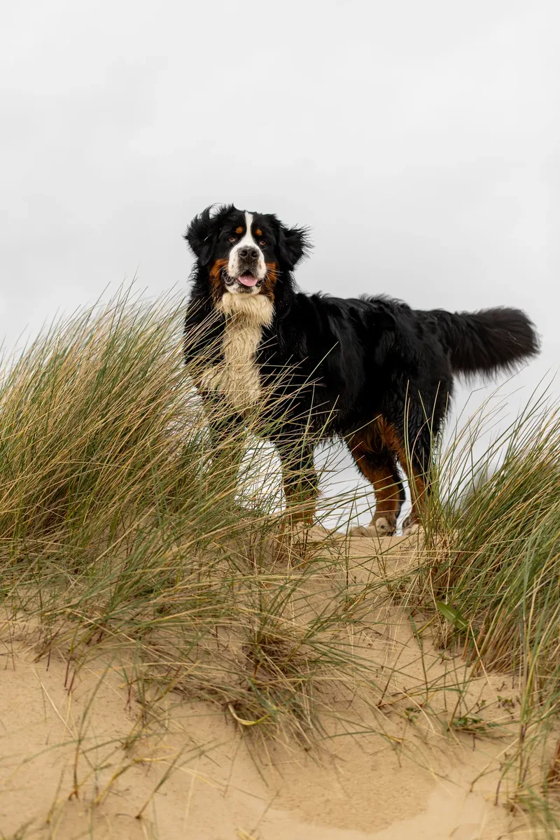 Berry the Bernese Mountain Dog (6 of 30)