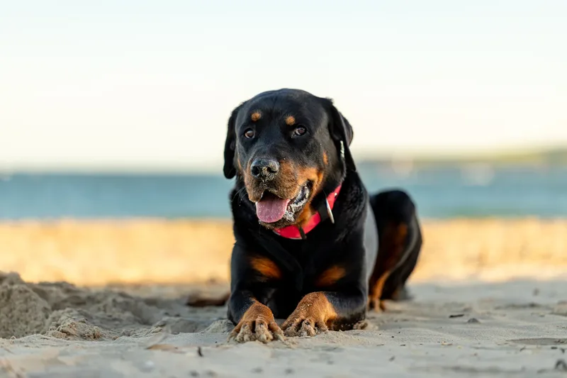 Karma the Rottie (4 of 24)