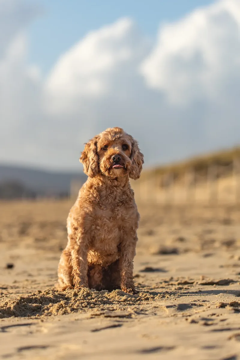 Red the Cavapoo (25 of 42)