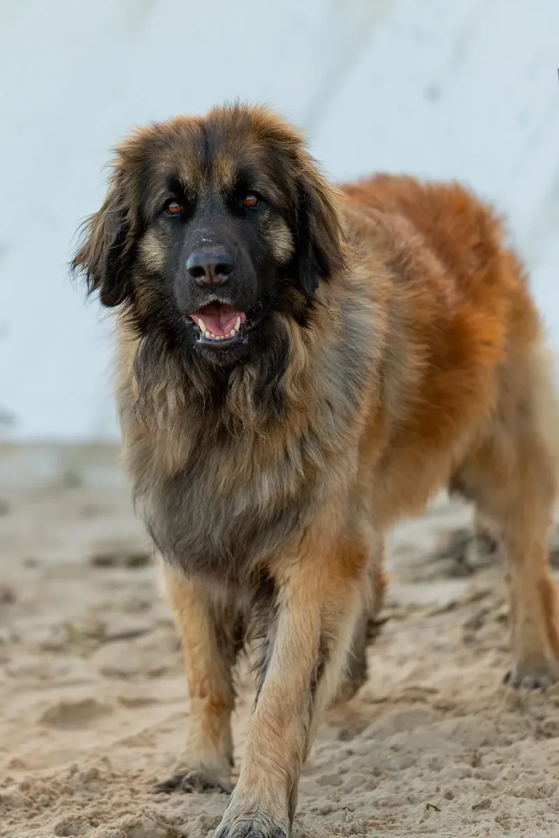 Leonberger Meet Up (11 of 47)