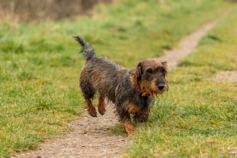 Wimborne Walkies (10 of 24)
