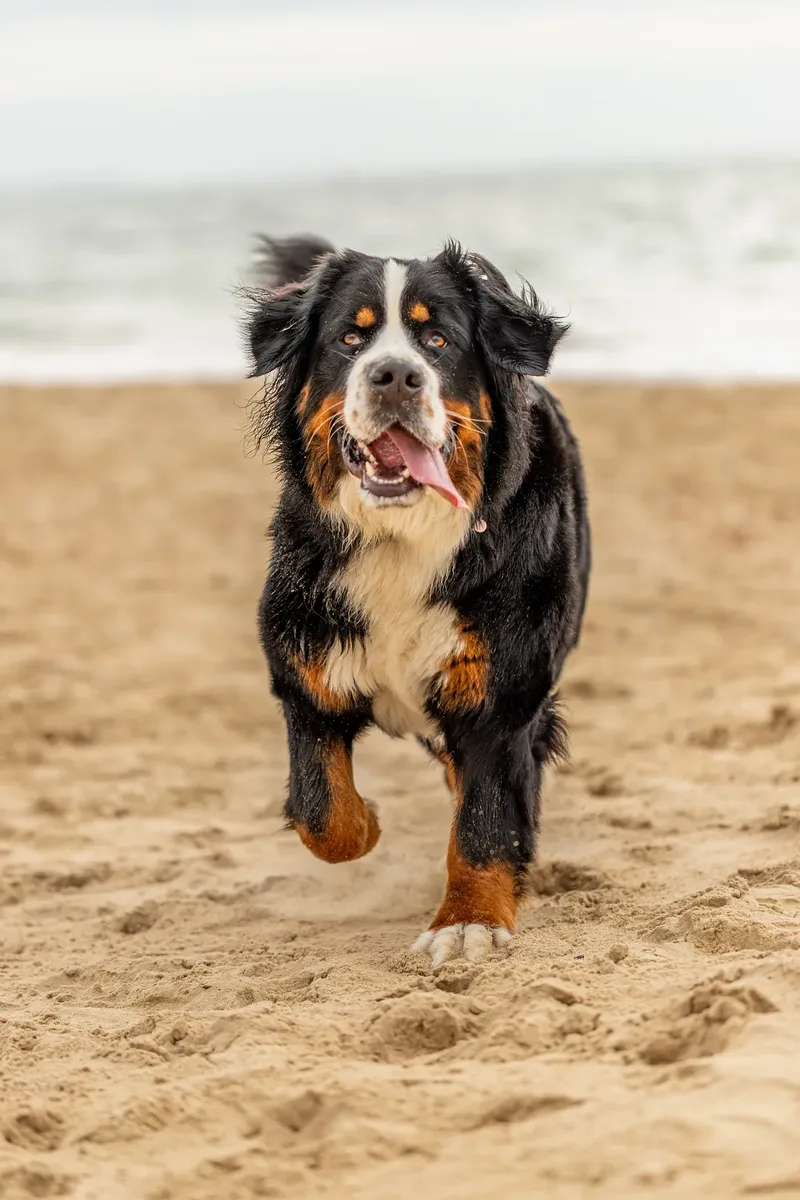 Berry the Bernese Mountain Dog (21 of 30)