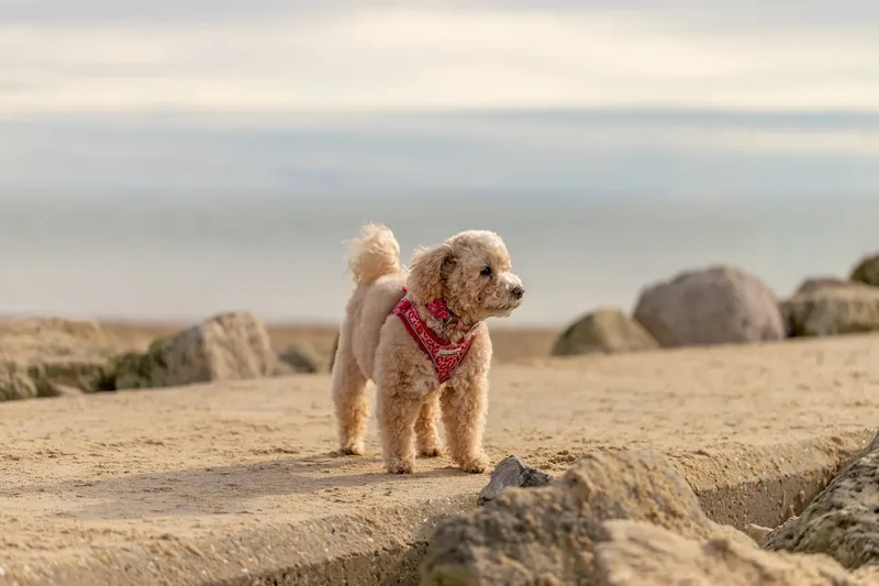 Lola the Poochon (18 of 28)