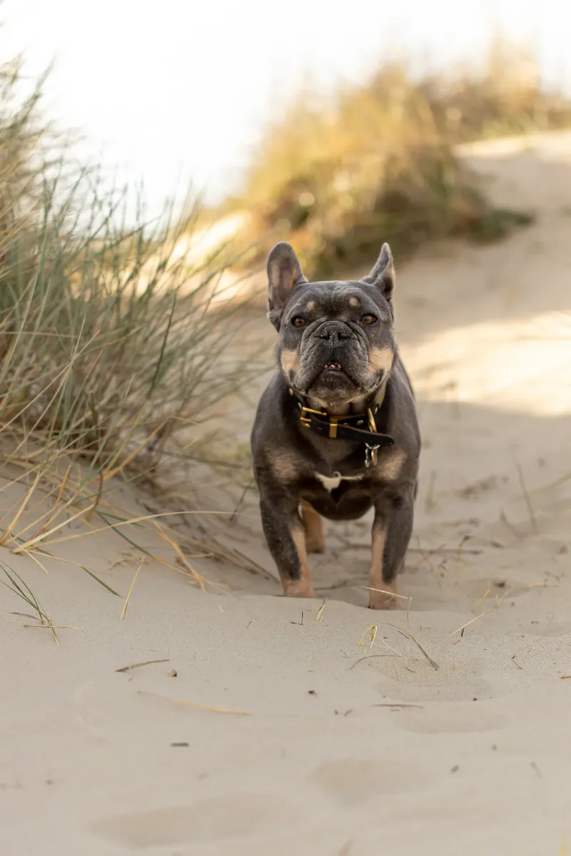 Blue the Frenchie (11 of 32)