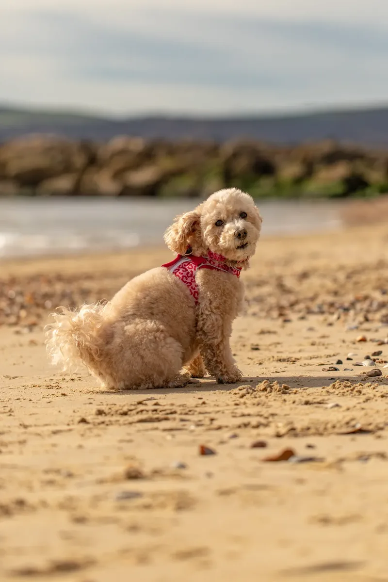Lola the Poochon (19 of 28)