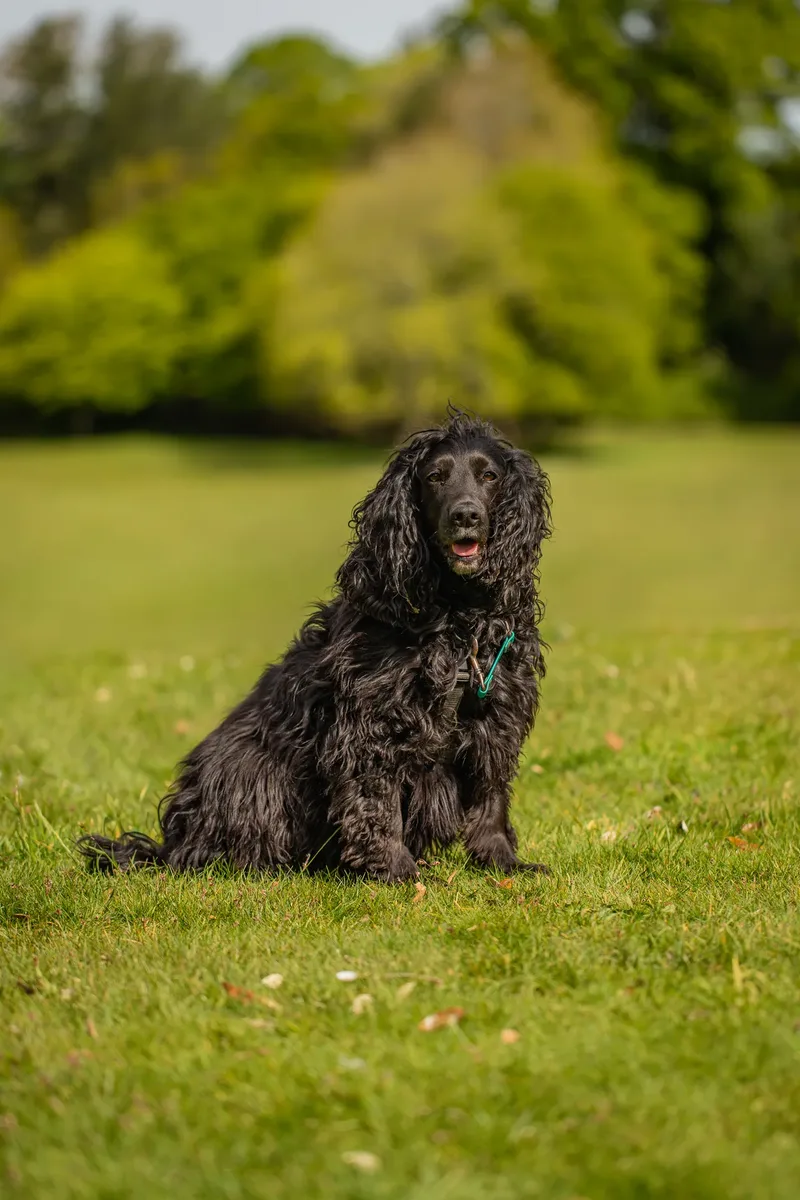 The Dorset Dog Trainer (32 of 42)