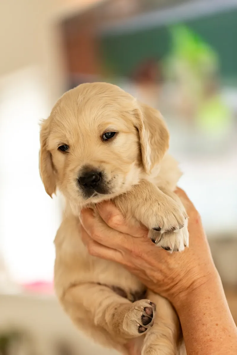 Golden Retriever Puppies (33 of 60)