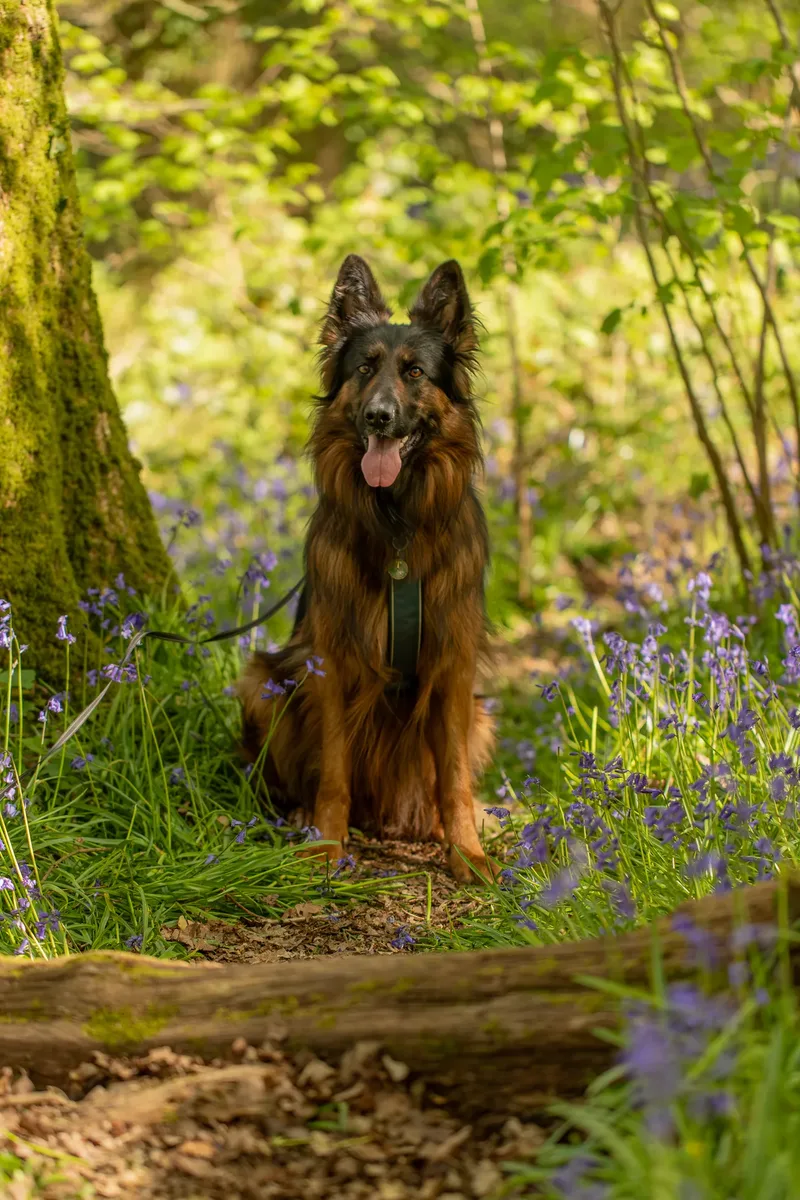 Tora the german shepherd (22 of 28)