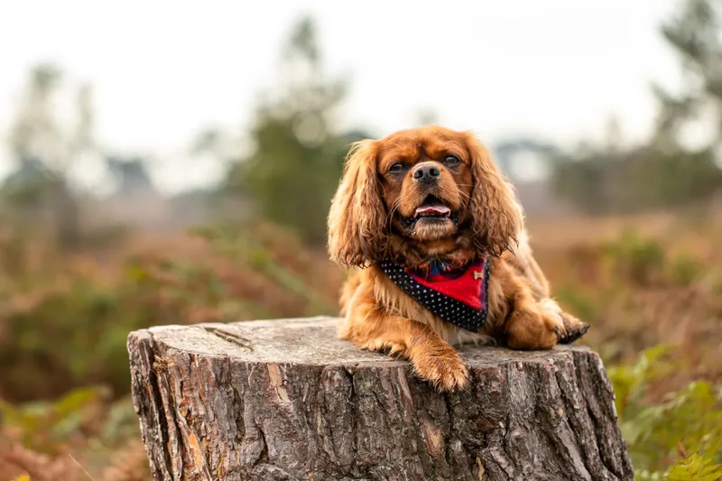 Rusty the Cav (16 of 24)