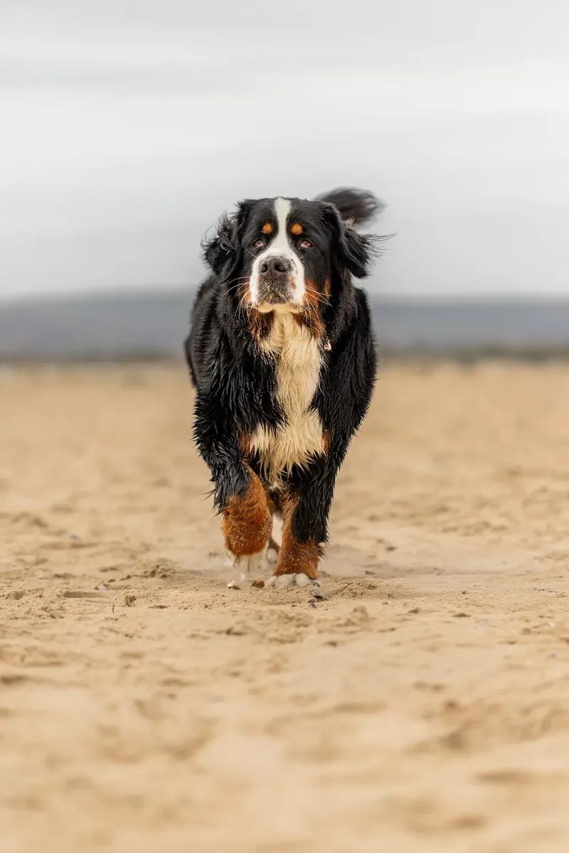 Berry the Bernese Mountain Dog (7 of 30)