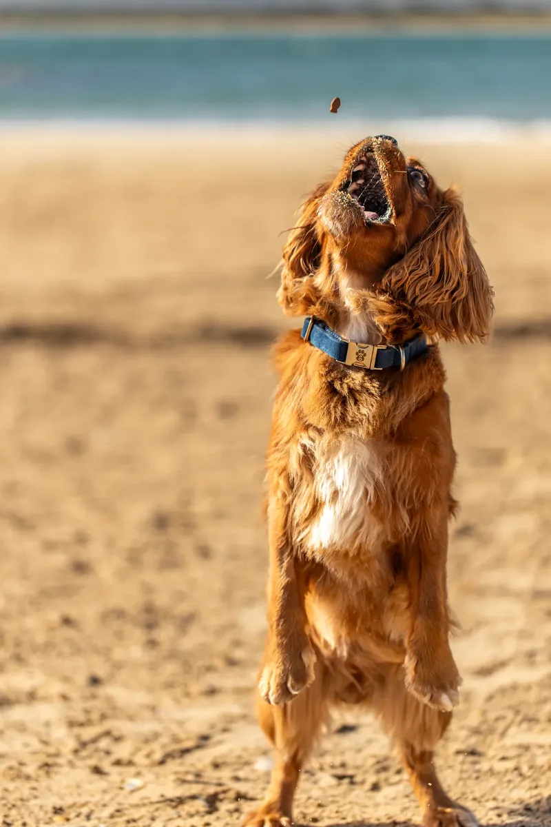 Rusty The Cavalier (22 of 24)