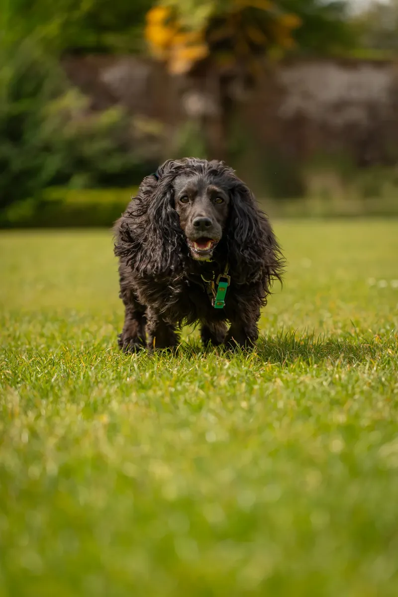The Dorset Dog Trainer (17 of 42)