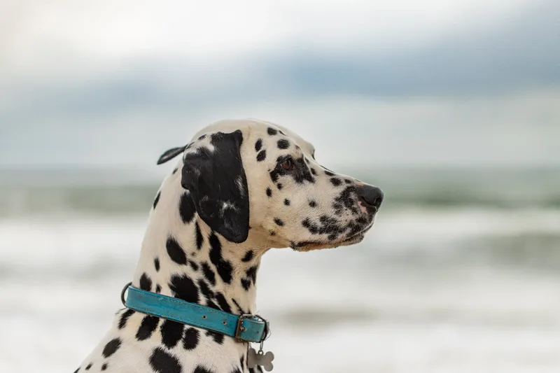 Domino the Dalmation (11 of 24)