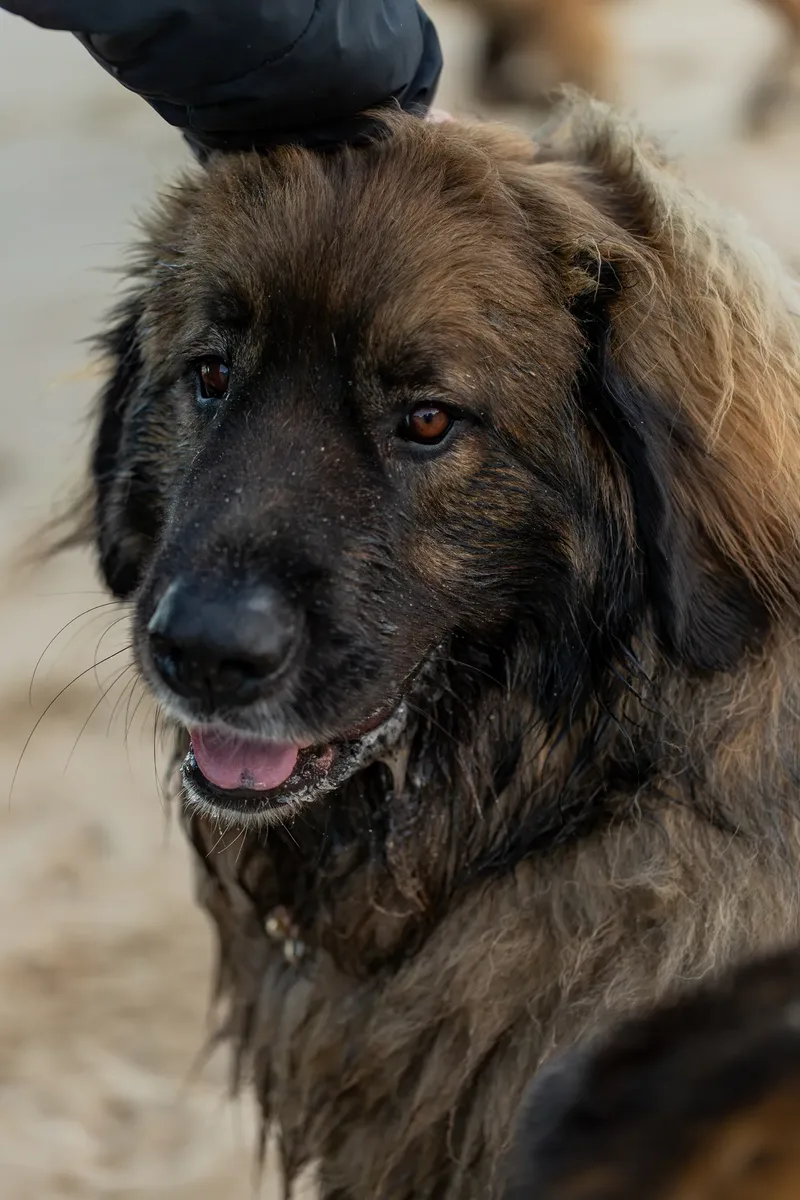 Leonberger Meet Up (28 of 47)