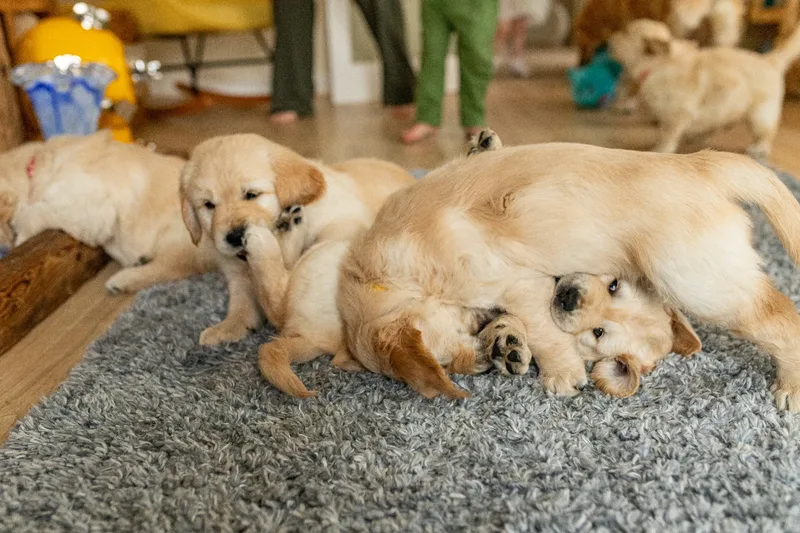 Marlee and her puppies! (22 of 24)