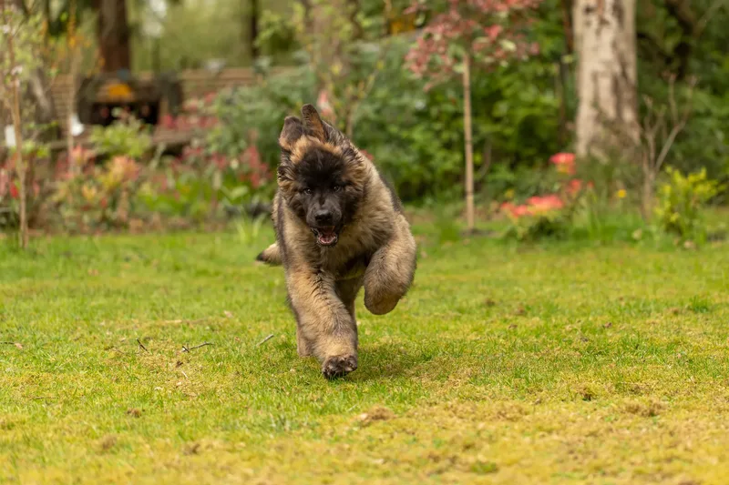 Alfie the Leonberger Puppy (17 of 41)