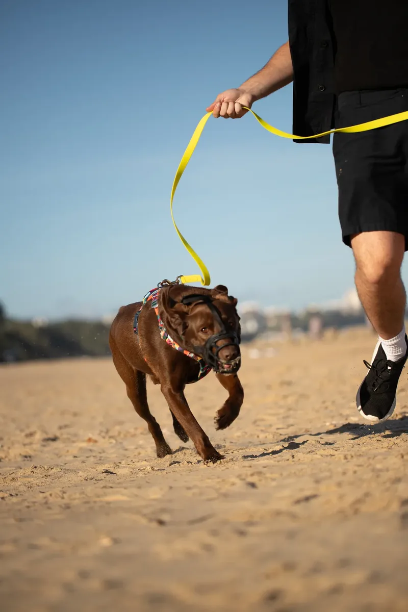 Dorset Dog Trainer – Branksome Chine (30 of 52)