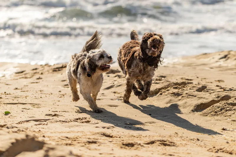 Hugo, Cookie, Flossie & Ralph (19 of 24)