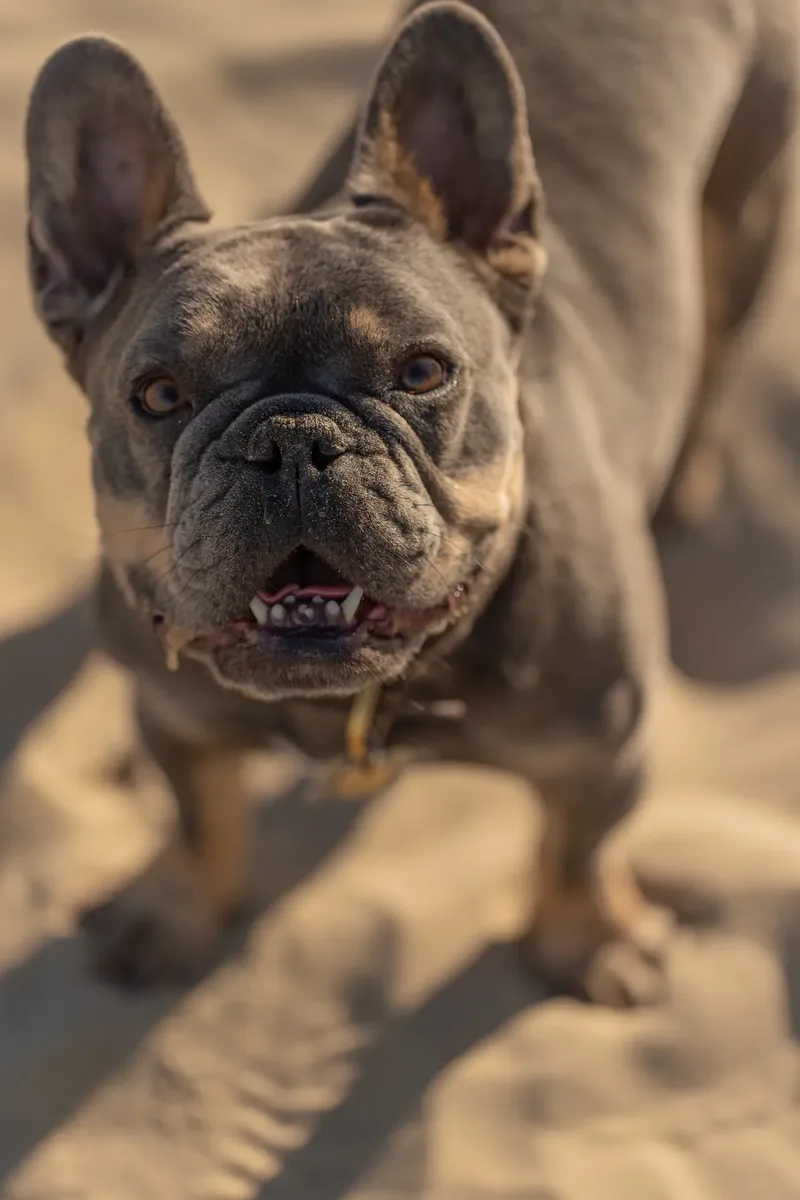 Blue the Frenchie (29 of 32)