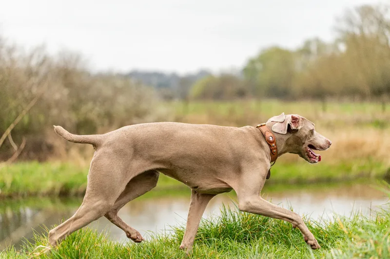 Wimborne Walkies (11 of 24)