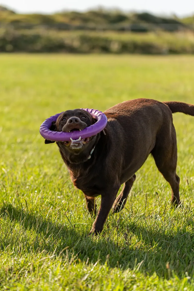 Ralph the Chocolate Lab (26 of 26)