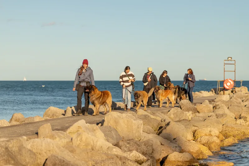 Leonberger Meet Up (20 of 47)