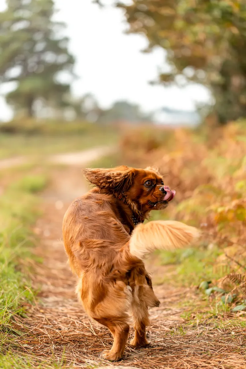Rusty the Cav (22 of 24)
