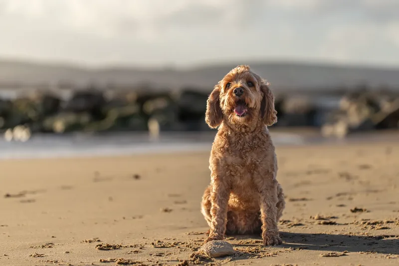 Red the Cavapoo (20 of 42)