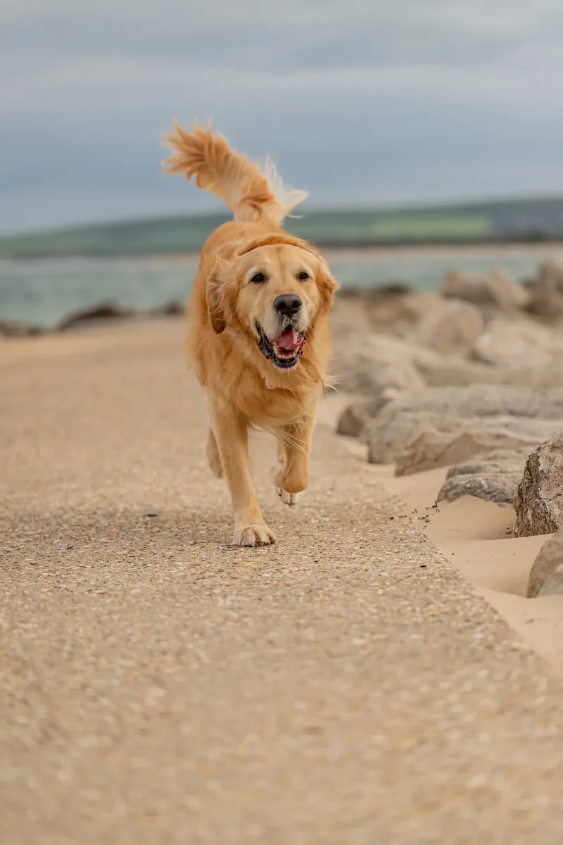 Murphy the golden retriever (14 of 41)