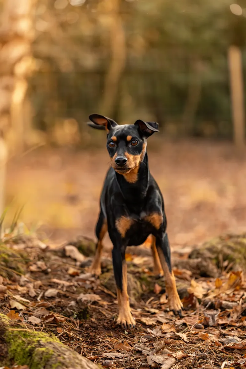 The Three Min Pins (5 of 24)