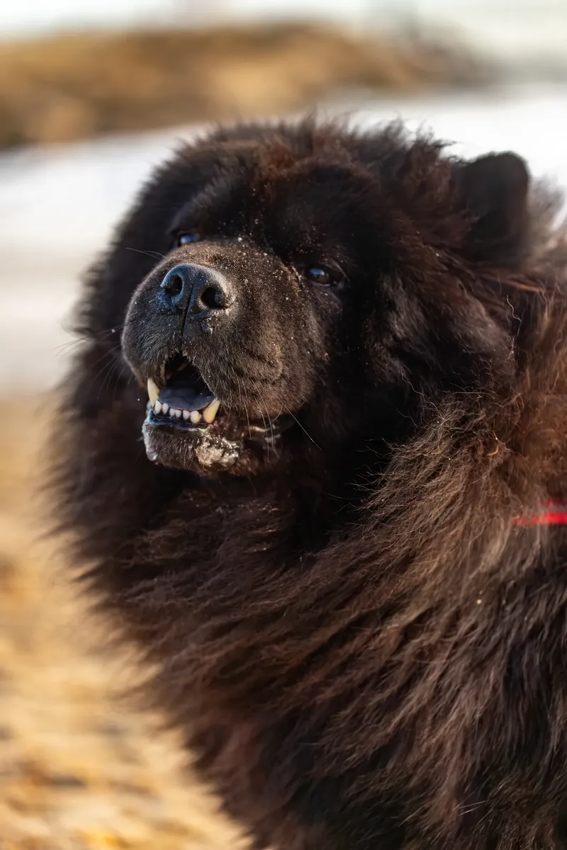Baloo and Estia on the beach (12 of 22)
