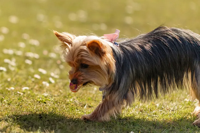 Willow – the mini yorkie (19 of 24)
