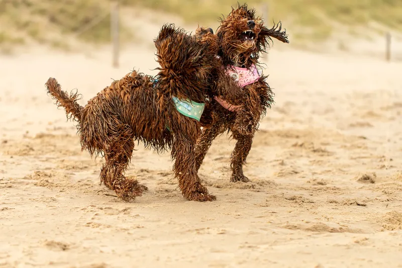 Luna & Oakley at Sandbanks (13 of 24)