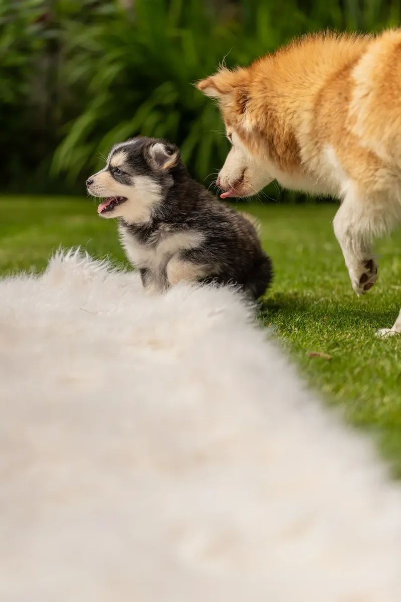 South Coast Pomsky’s (3 of 29)