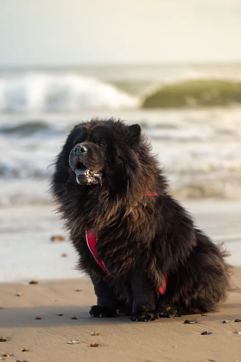 Baloo and Estia on the beach (2 of 22)