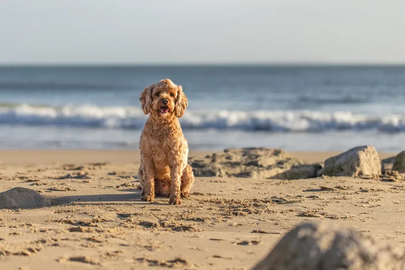 Red the Cavapoo (31 of 42)