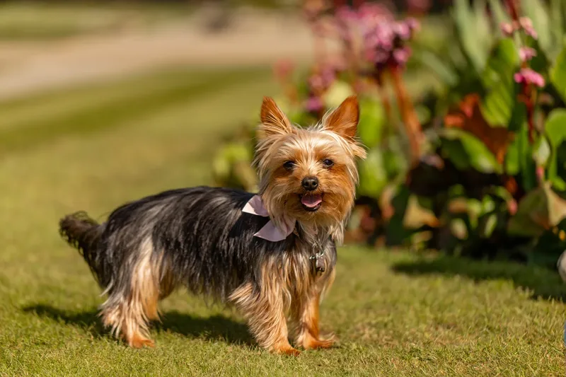 Willow – the mini yorkie (8 of 24)