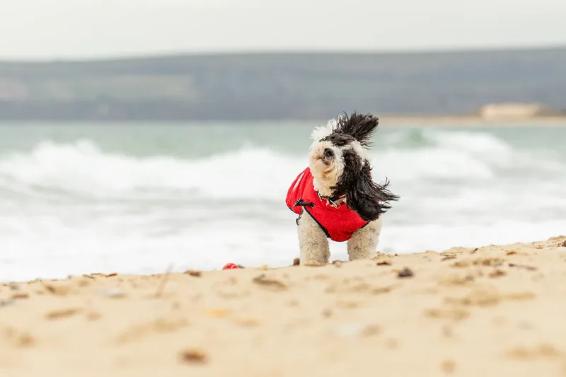 Ralph the Panda dog