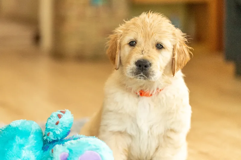 Marlee and her puppies! (7 of 24)