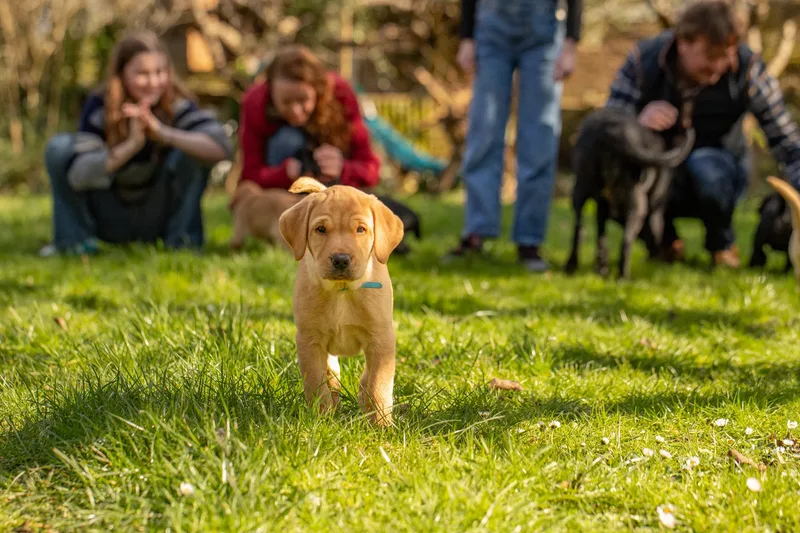 Labrador Puppies (7 of 19)