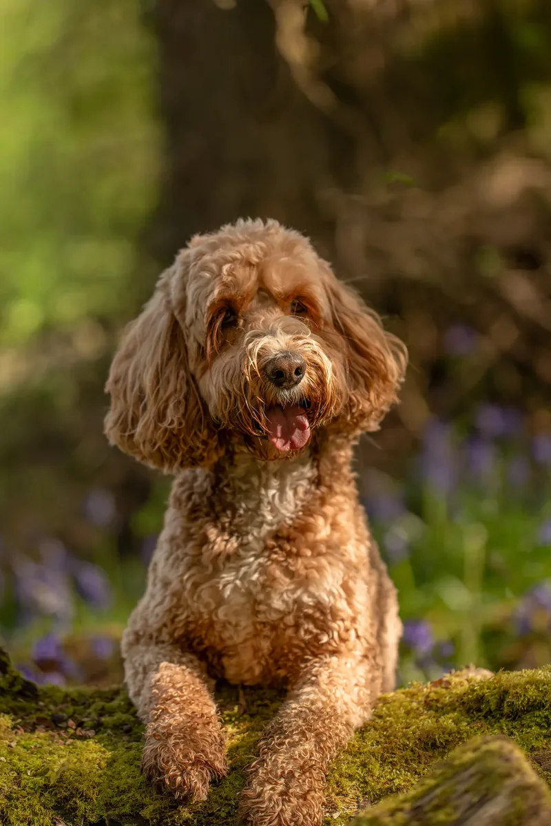 Teddy the cockapoo in the bluebells (14 of 21)