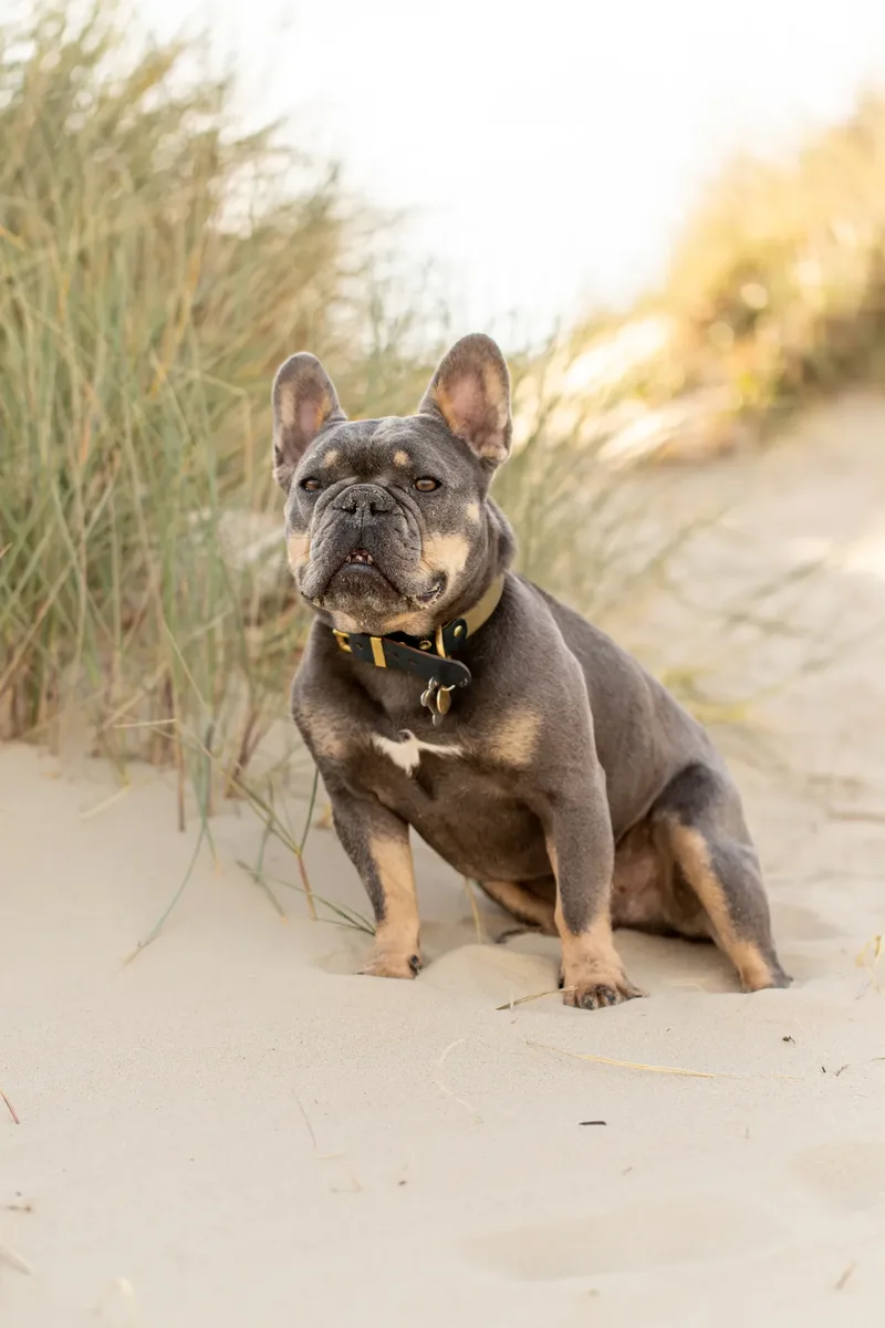 Blue the Frenchie (3 of 32)