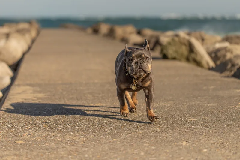 Blue the Frenchie (26 of 32)