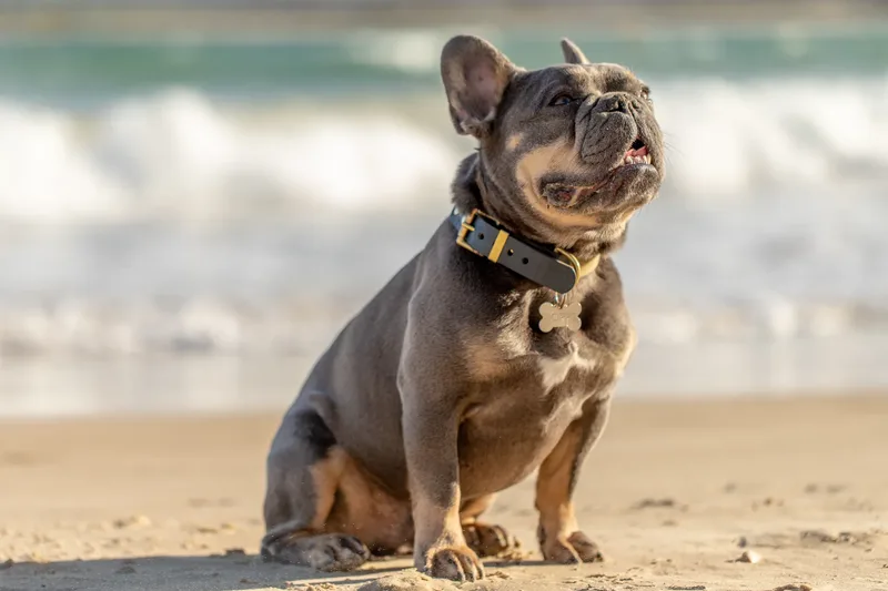 Blue the Frenchie (16 of 32)