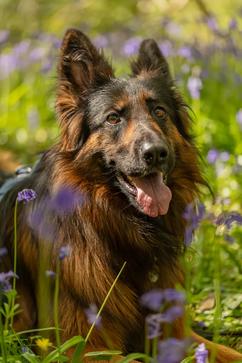 Tora the german shepherd (14 of 28)
