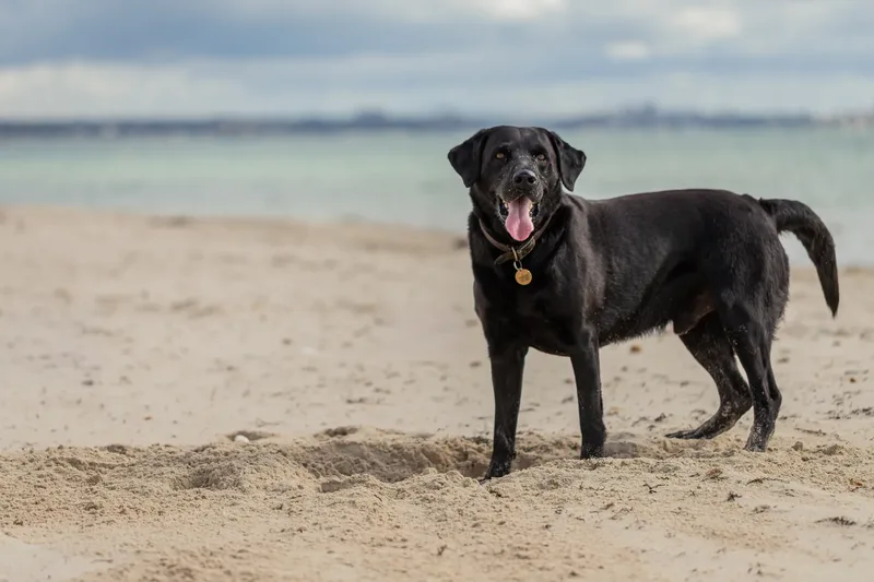 Stan the black lab