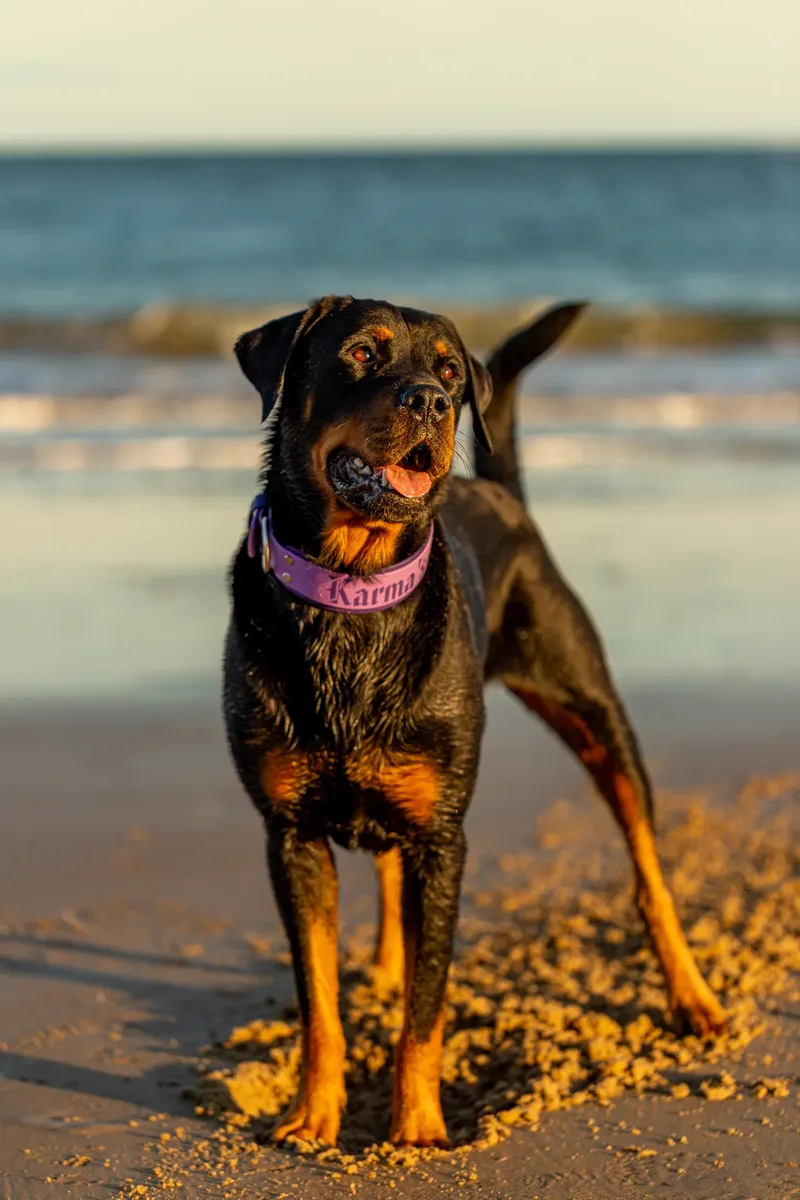 Karma the Rottie (24 of 24)
