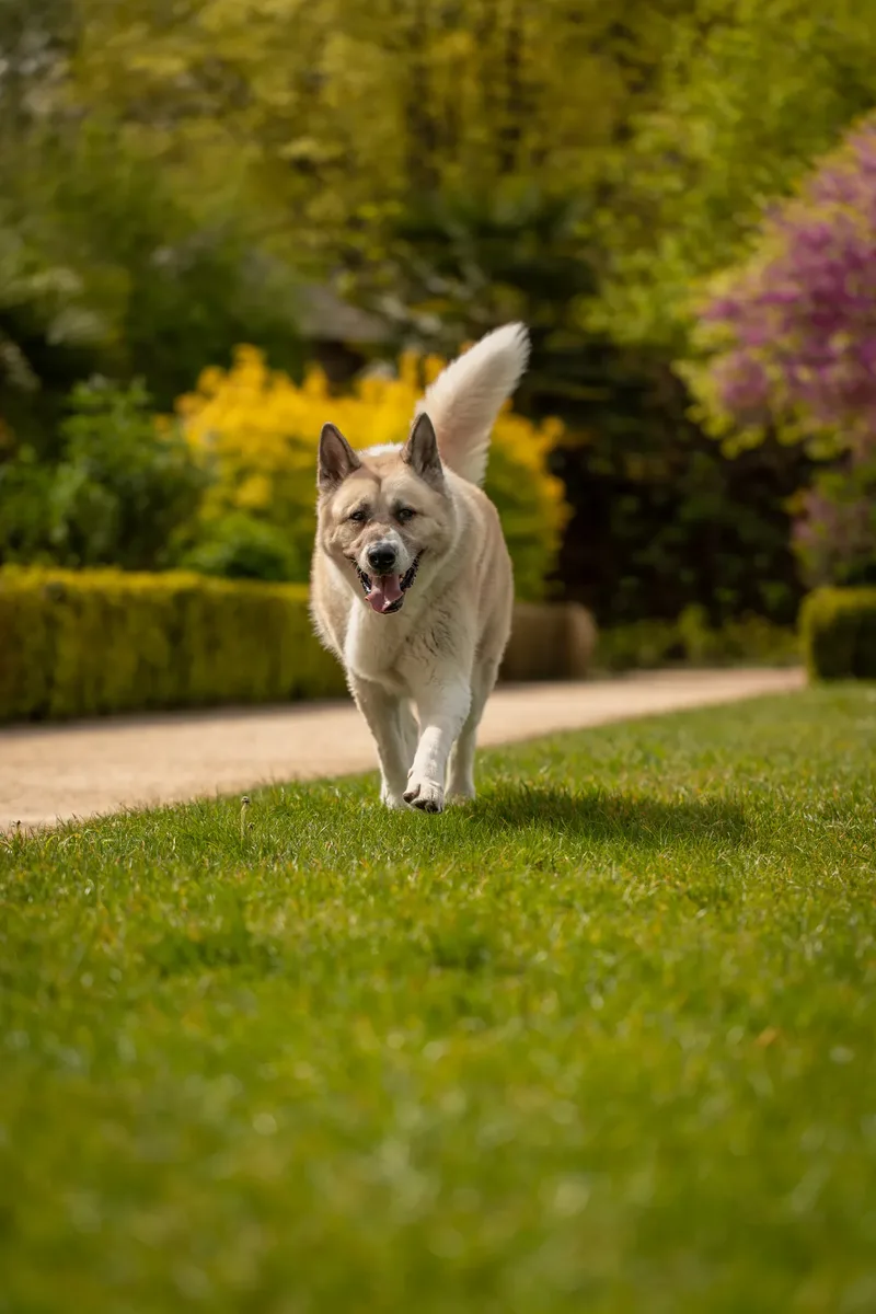 The Dorset Dog Trainer (19 of 42)