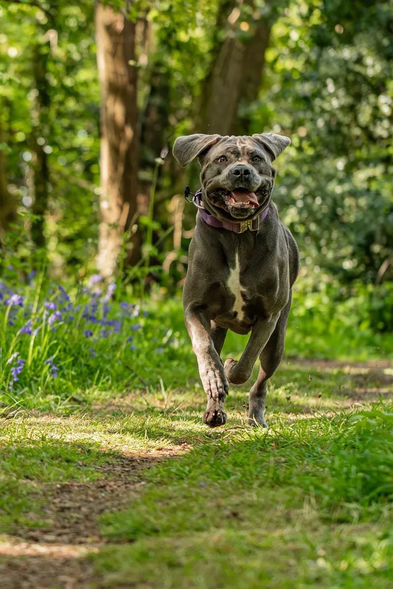 Skye the Cane Corso (16 of 23)