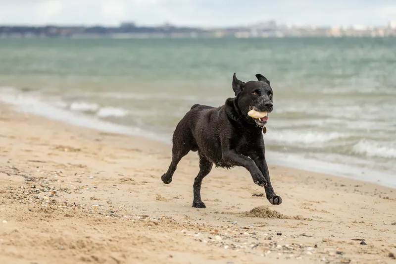Stan the black lab (32 of 38)